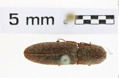 Foto (Dorsalansicht) von Lacon impressicollis (NHMW-ZOO-COL-0008151)